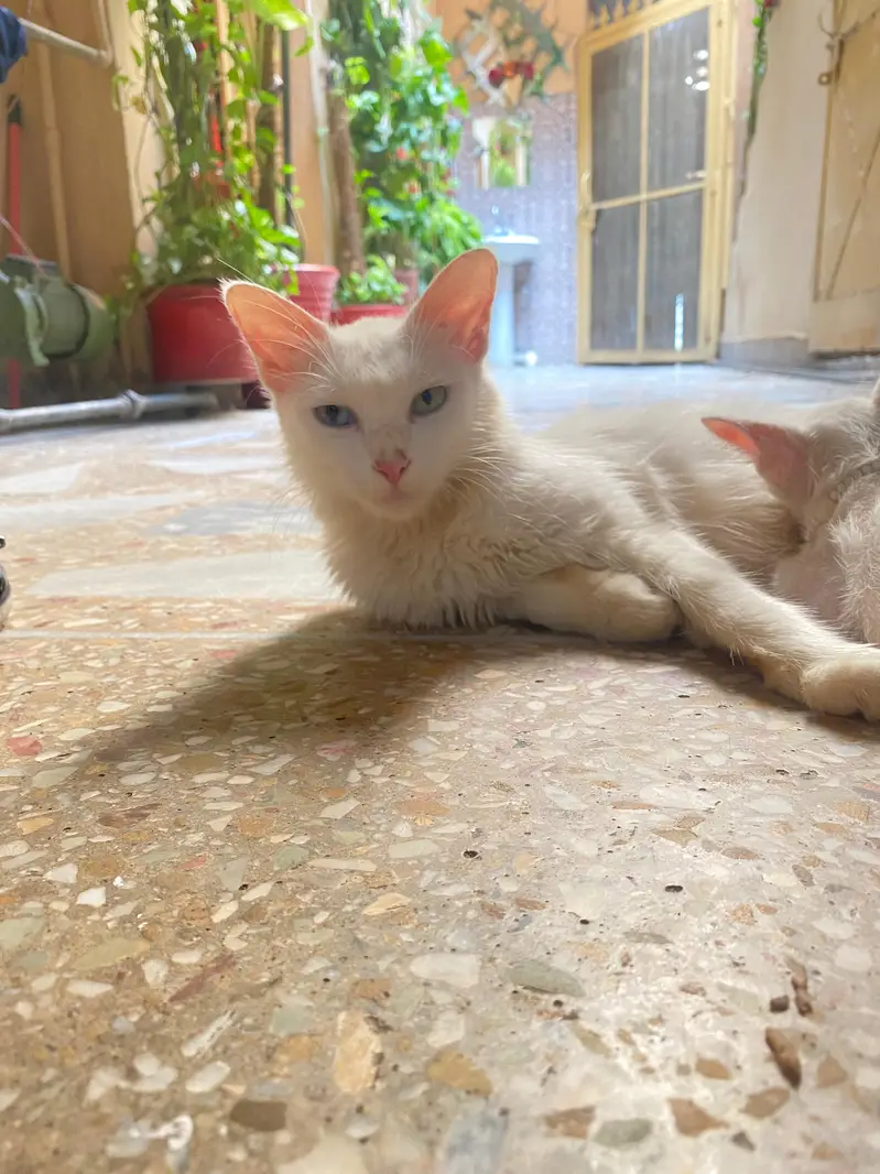 Persian Double Coat Cat — photo 2
