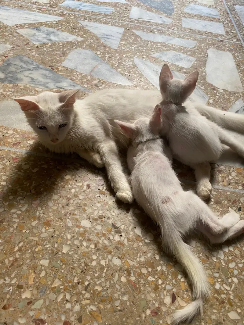Persian Double Coat Cat — photo 3