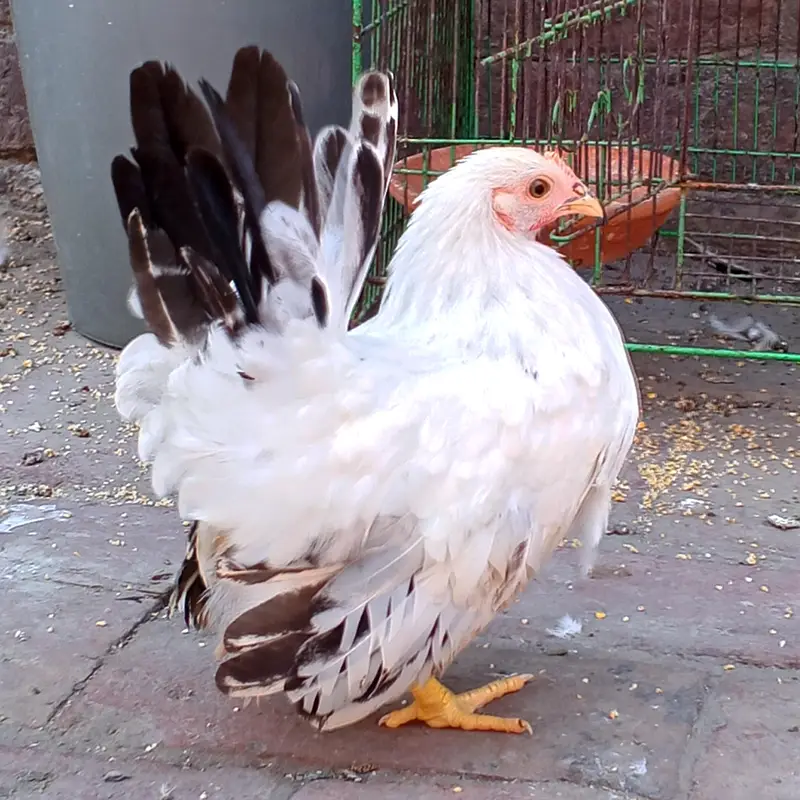 White Japanese Bantam Pair || Black Tail Japanese Pair — photo 2