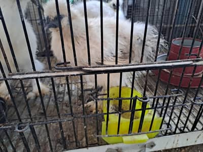 fancy hens available