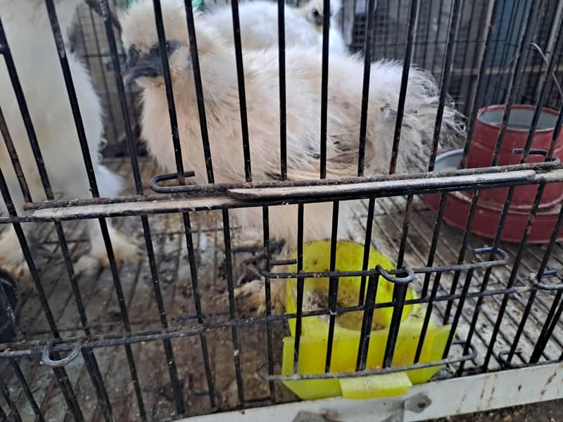 fancy hens available 0