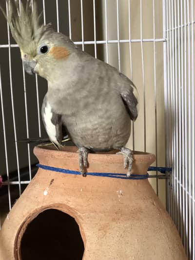 cocktaiel