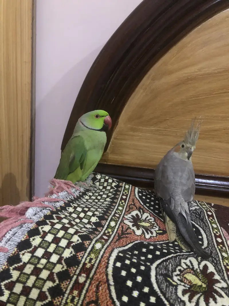 cocktaiel — photo 3