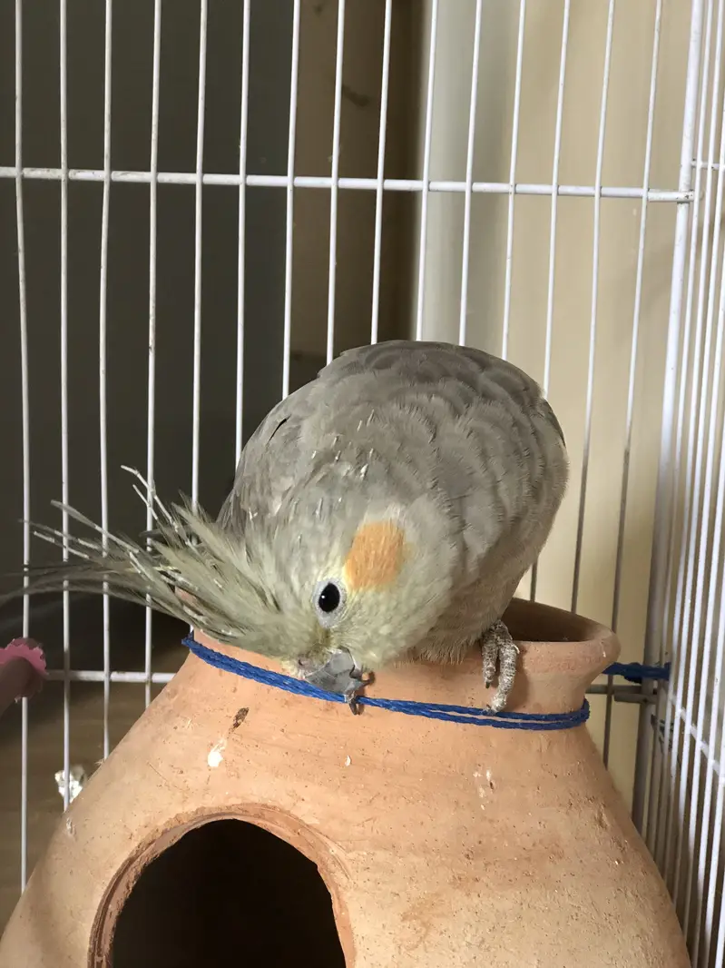 cocktaiel — photo 4