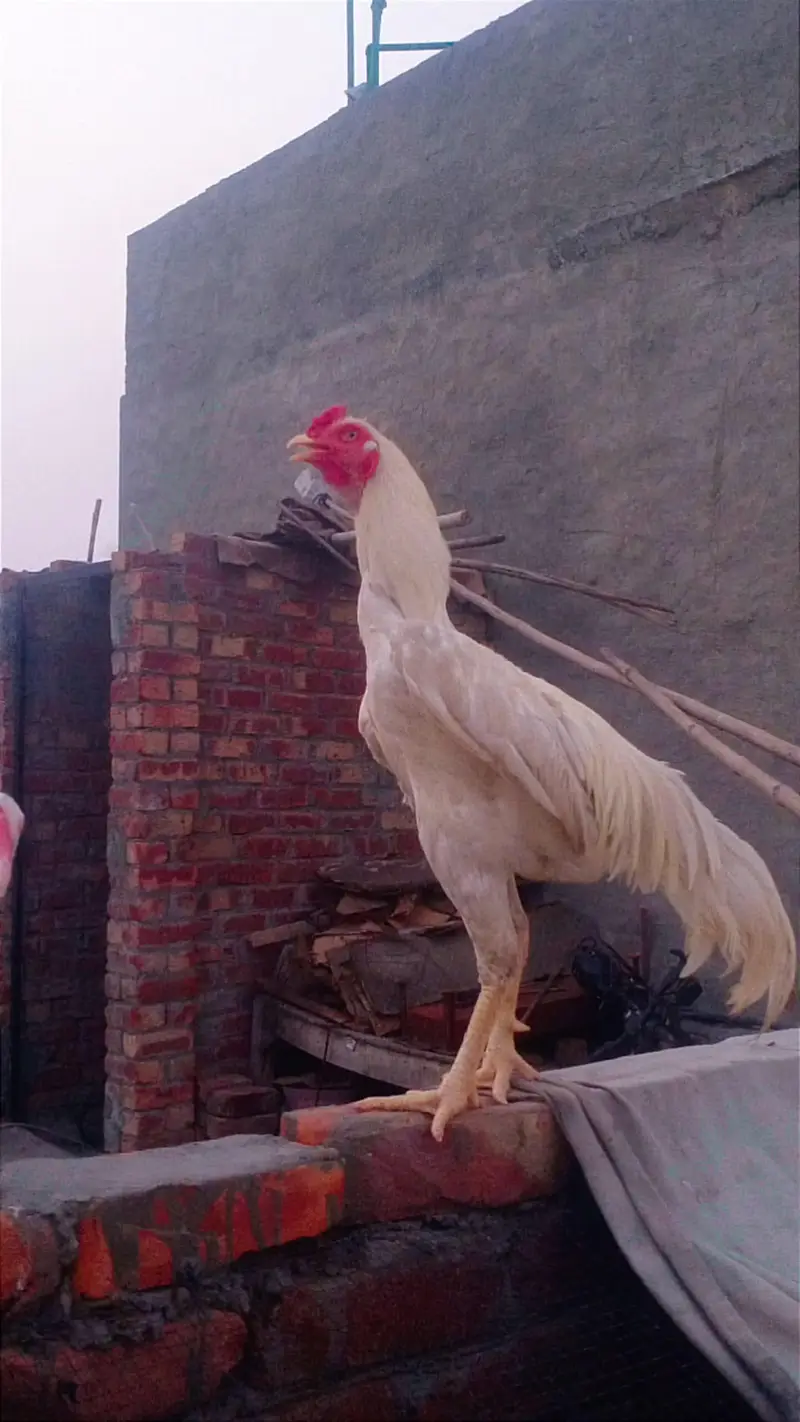 Aseel Heera  pair  and mainwalii pair — photo 2