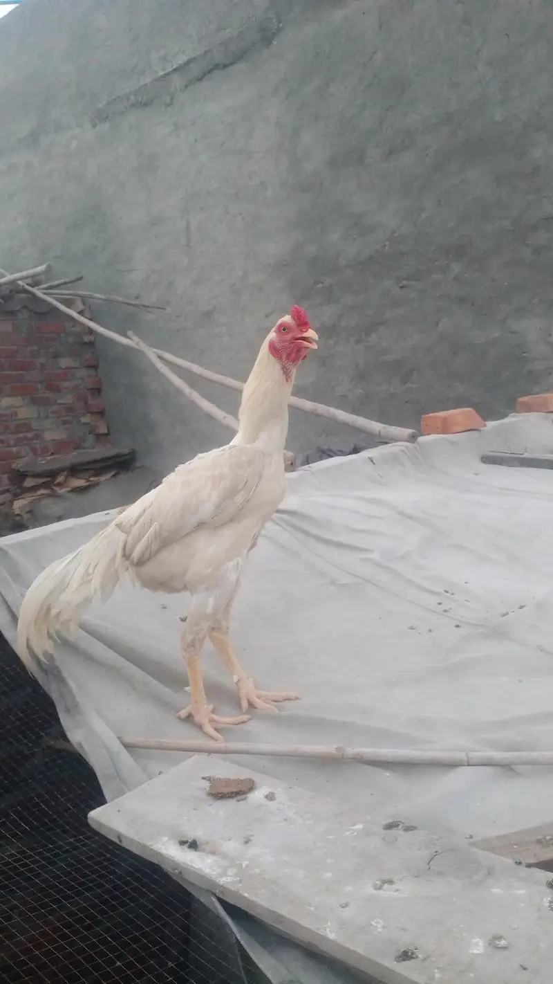 Aseel Heera  pair  and mainwalii pair — photo 4