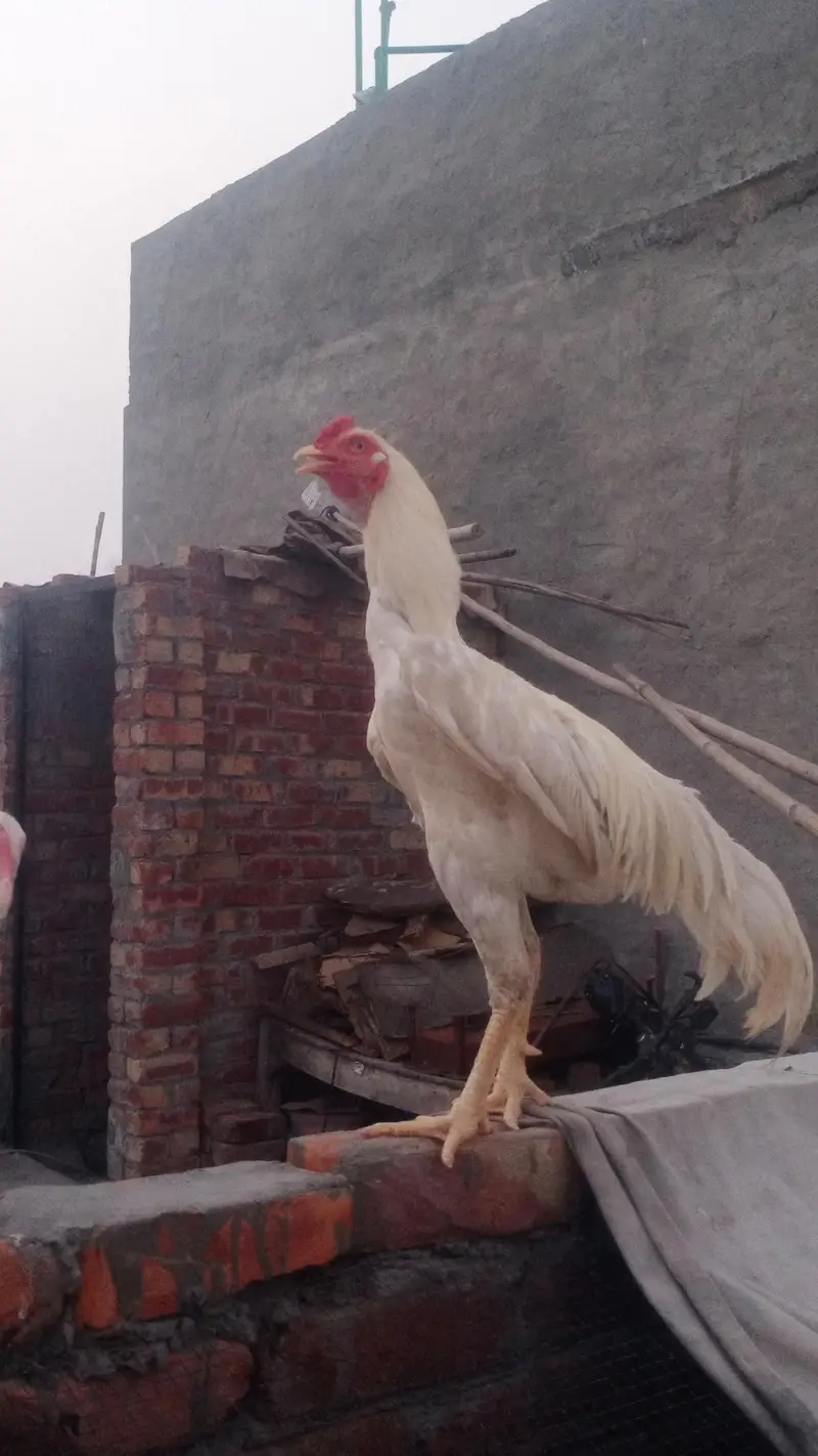 Aseel Heera  pair  and mainwalii pair — photo 6