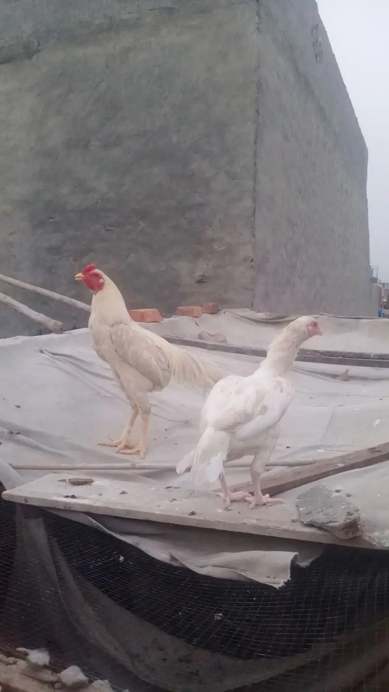 Aseel Heera  pair  and mainwalii pair — photo 10