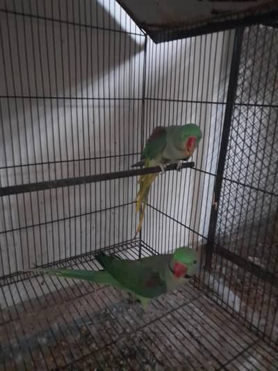 Raw Breader Pair