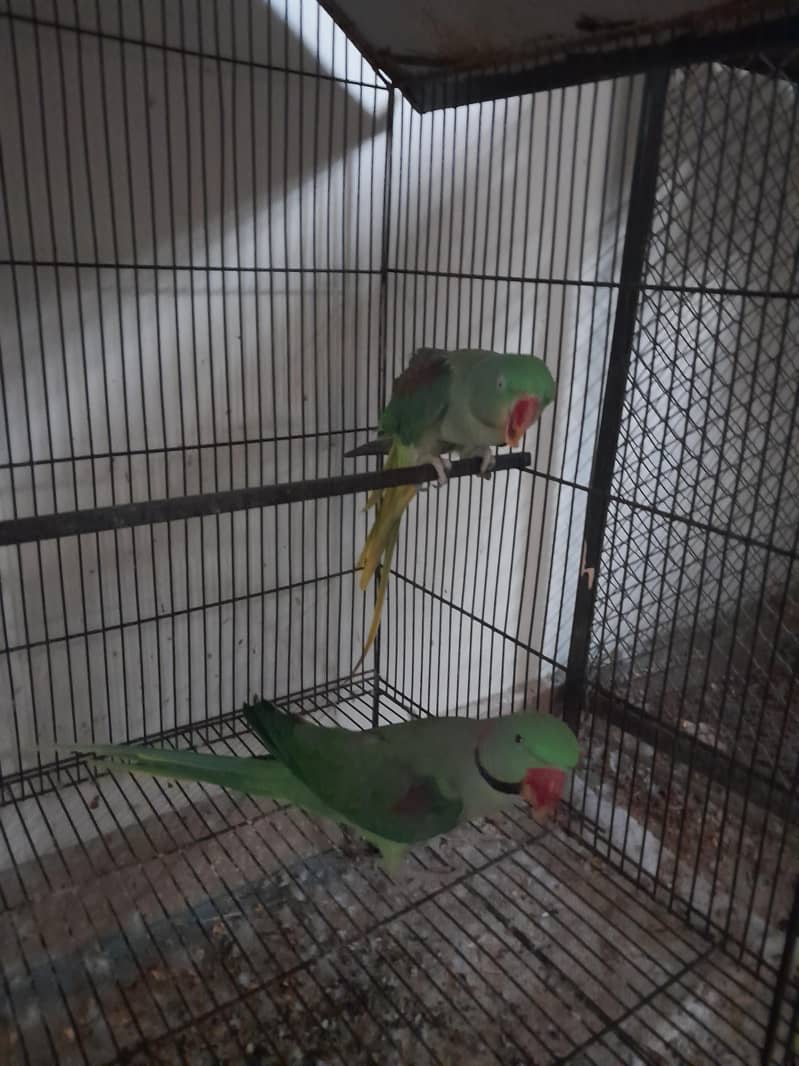 Raw Breader Pair 1