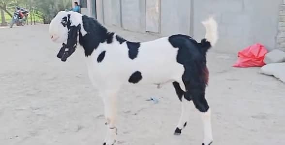 gulabi Bakra for sale