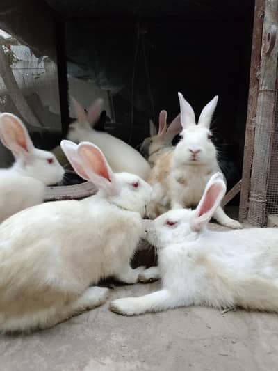 White Red Eye Rabbits for Sale | Healthy Pet Rabbits Male and female
