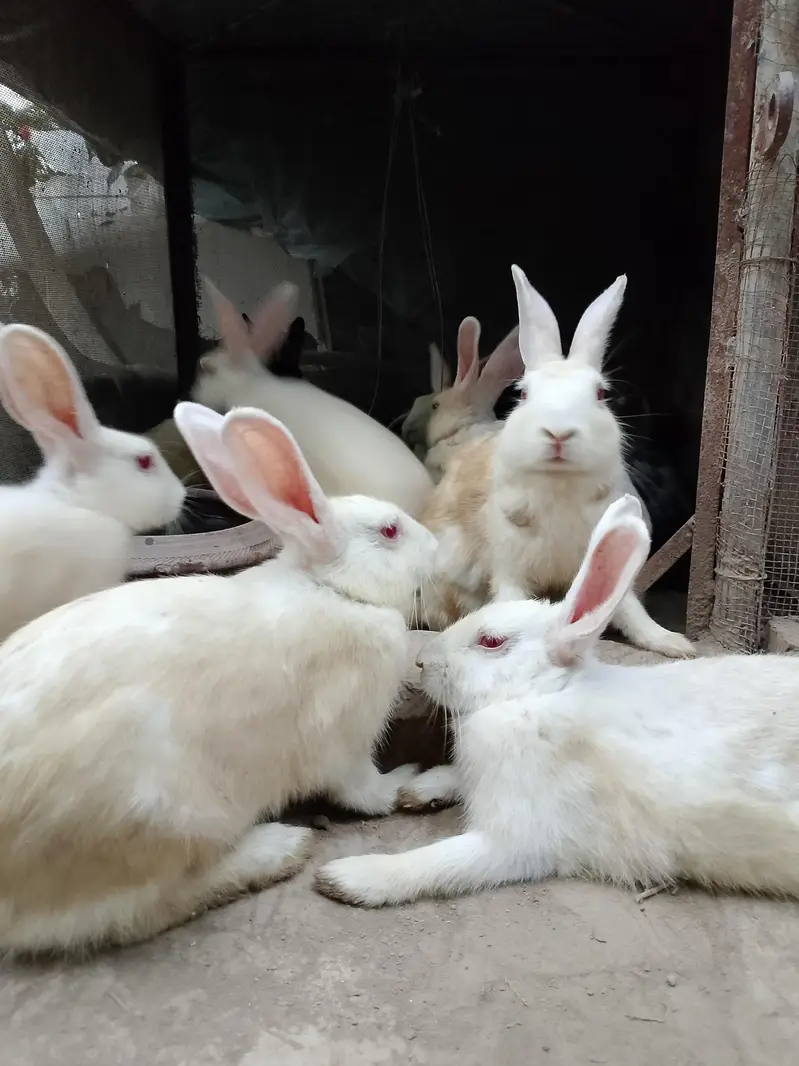 White Red Eye Rabbits for Sale | Healthy Pet Rabbits Male and female