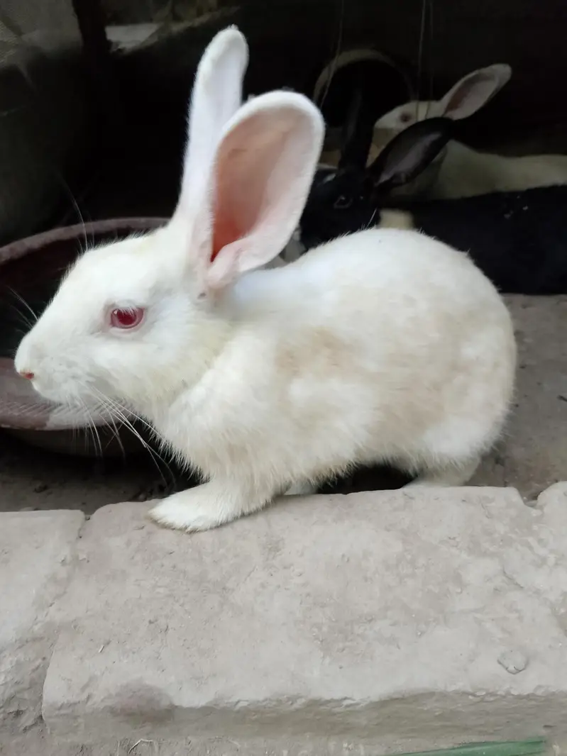 White Red Eye Rabbits for Sale | Healthy Pet Rabbits Male and female — photo 2