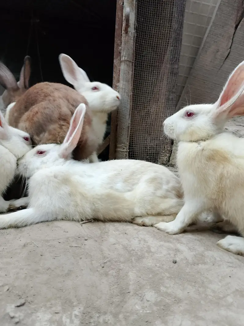 White Red Eye Rabbits for Sale | Healthy Pet Rabbits Male and female — photo 3