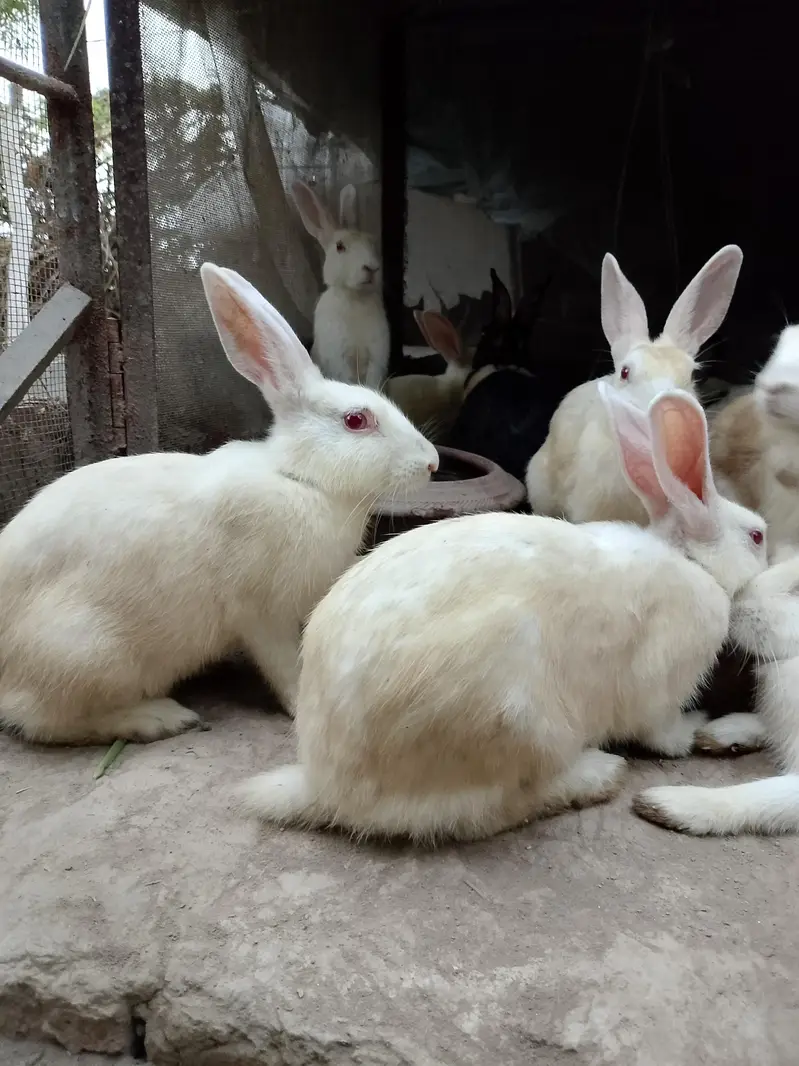 White Red Eye Rabbits for Sale | Healthy Pet Rabbits Male and female — photo 4