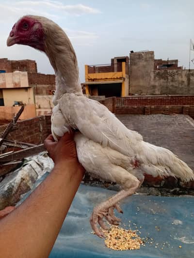 white o shamo