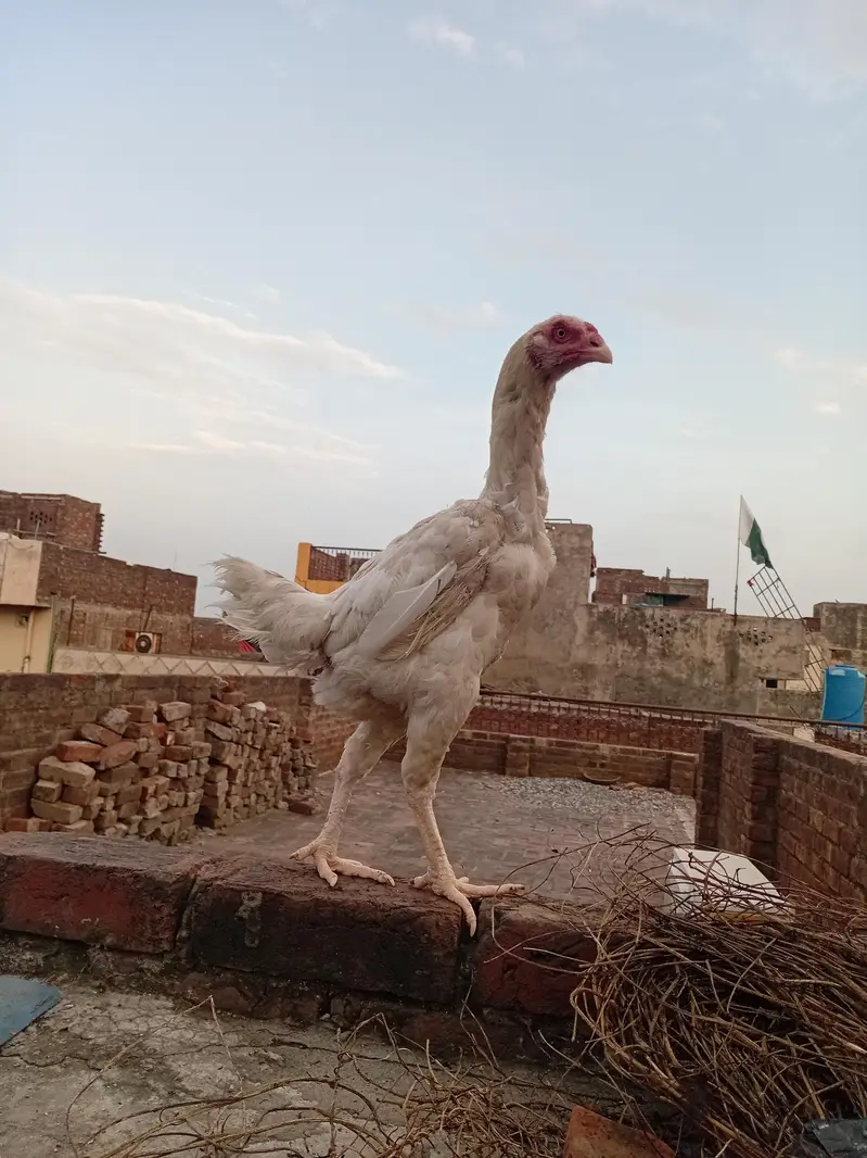 white o shamo — photo 2
