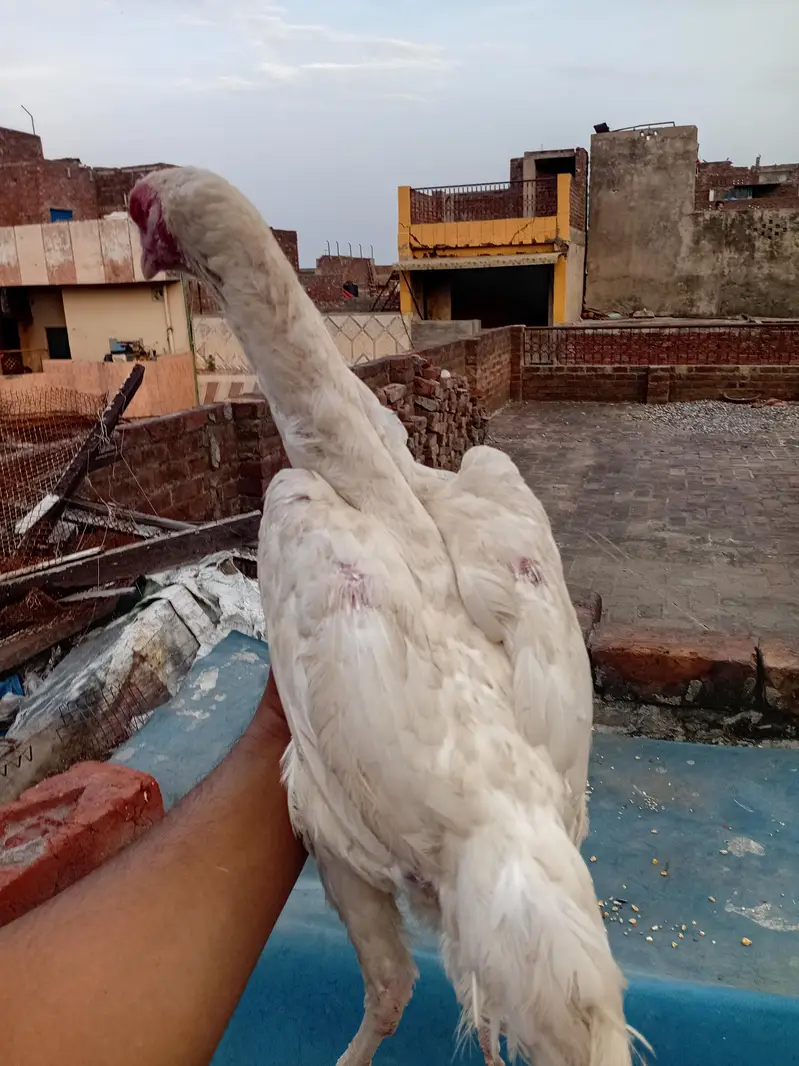 white o shamo — photo 3