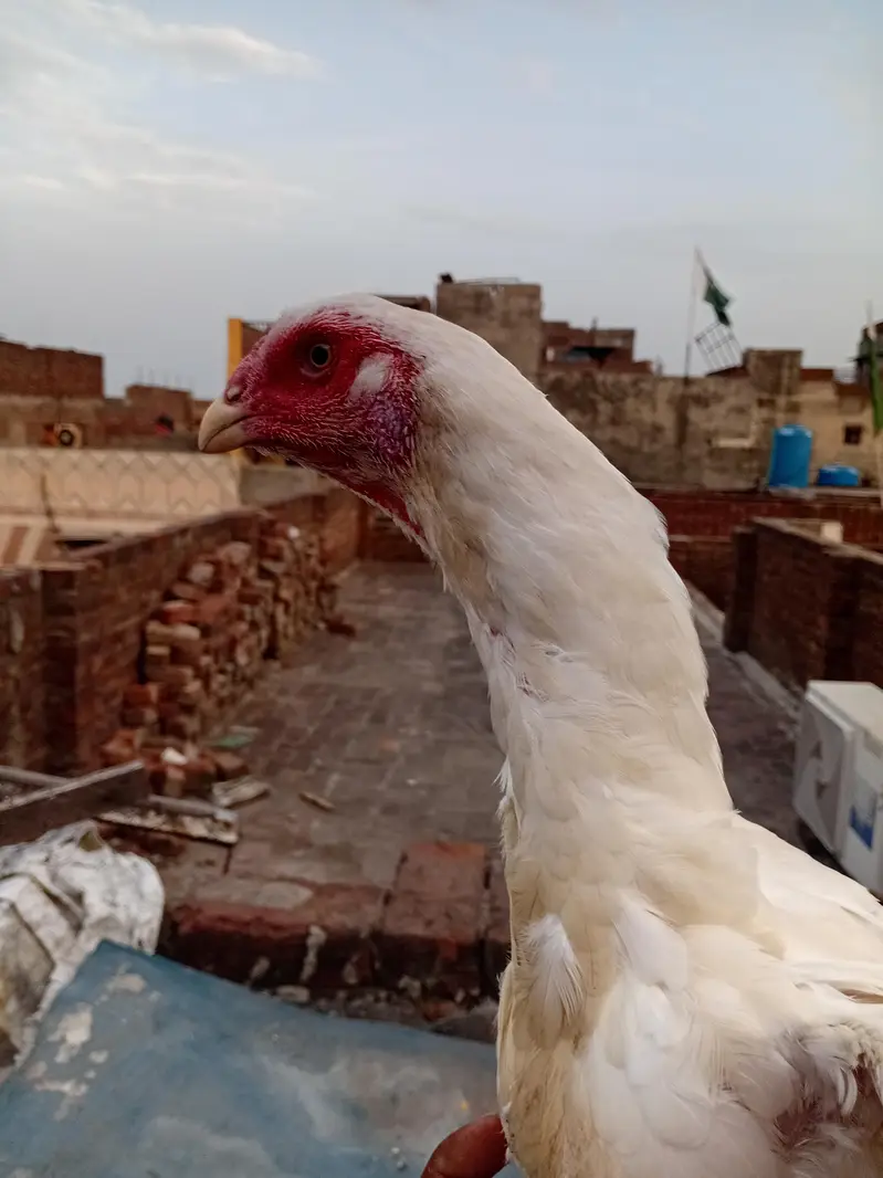 white o shamo — photo 4