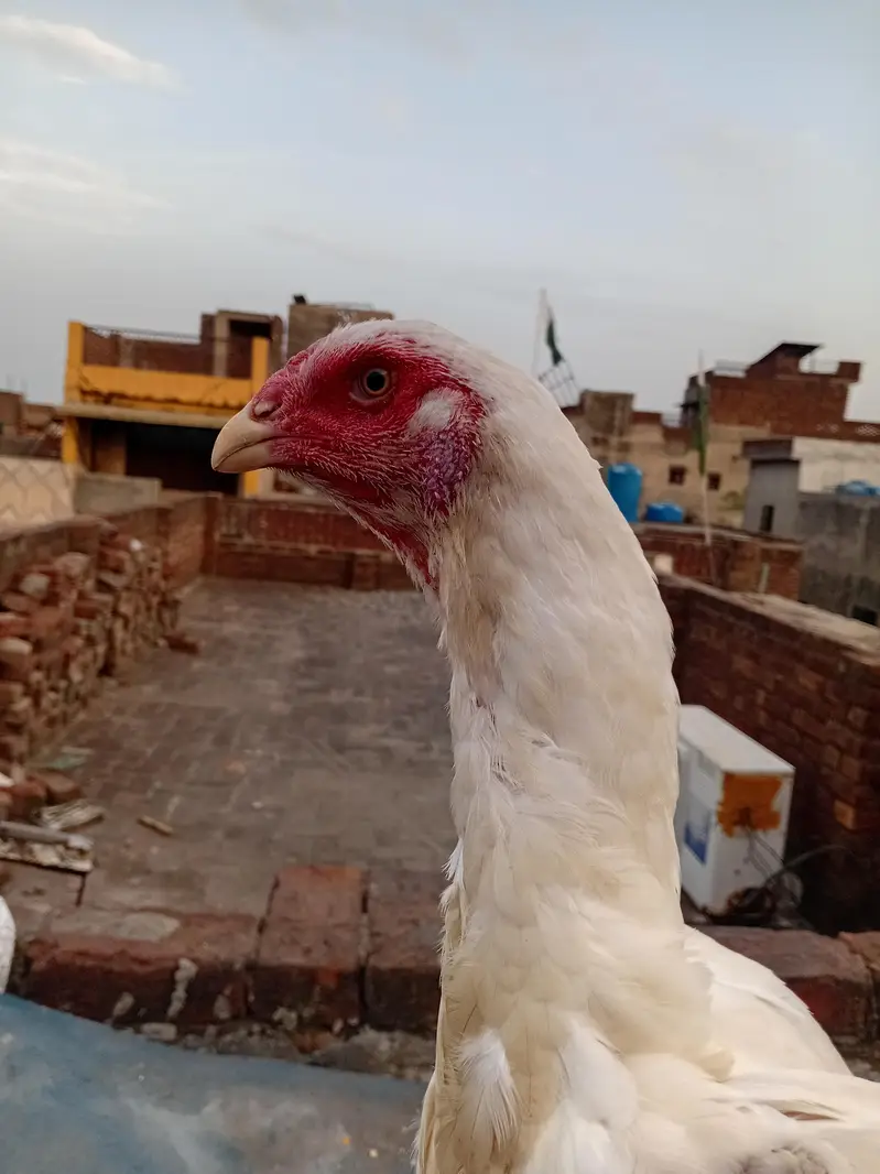 white o shamo — photo 5