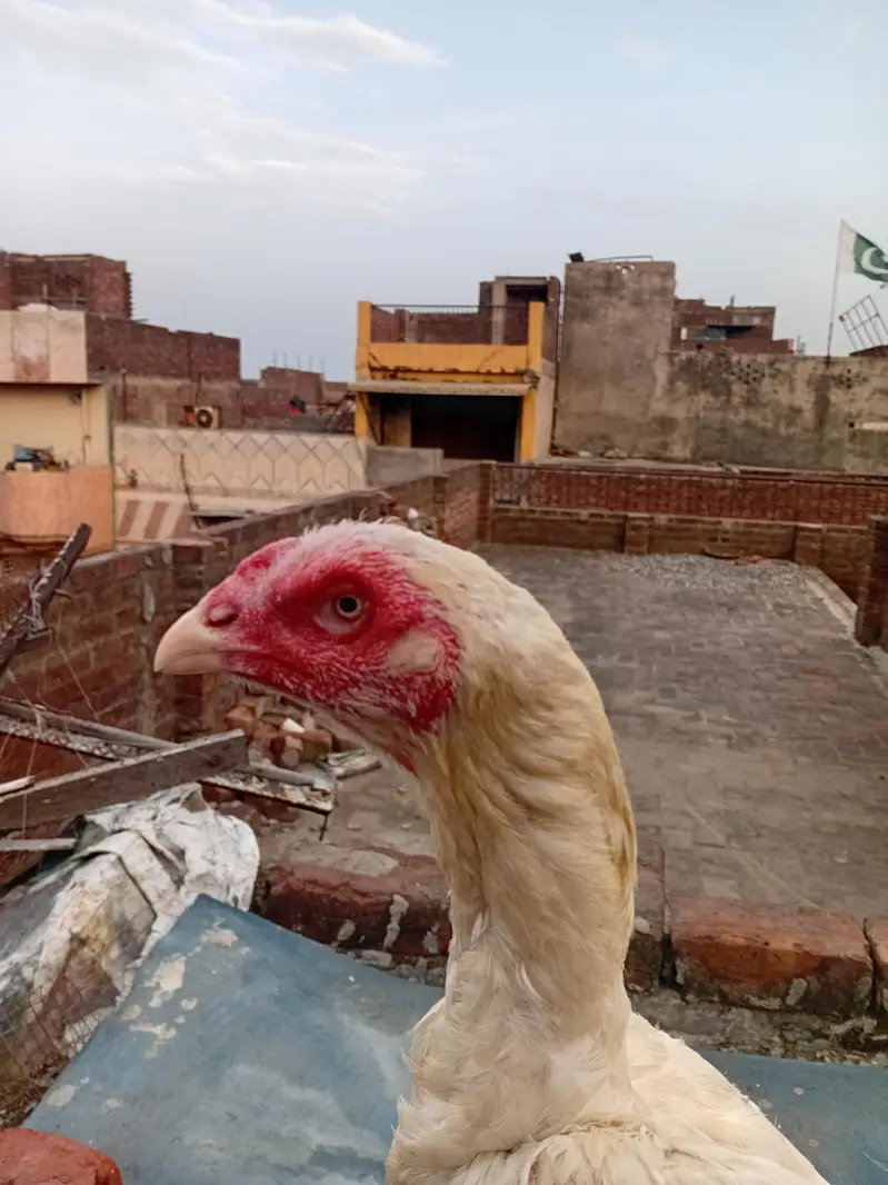 white o shamo — photo 6