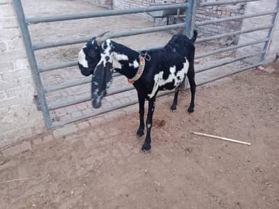 Desi Bakri