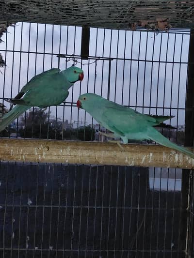 All Okay Blue Ringneck Pair