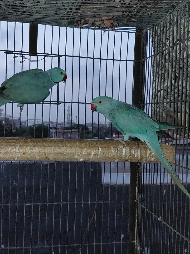 All Okay Blue Ringneck Pair — photo 2