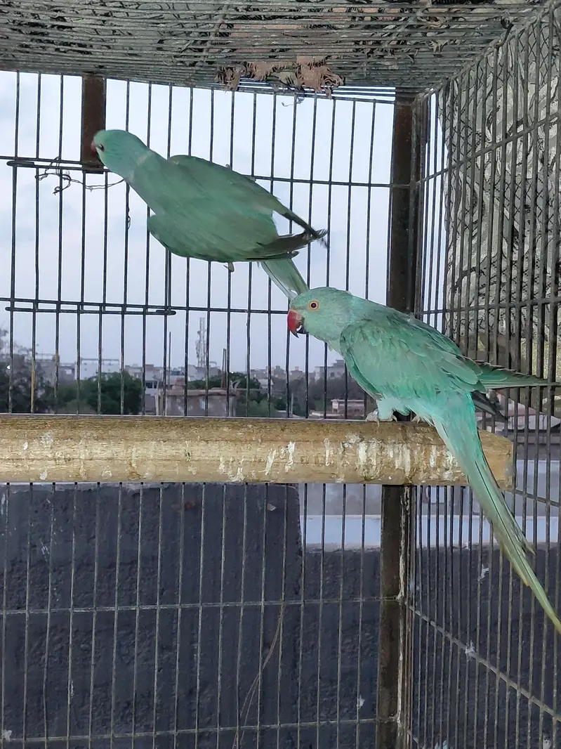 All Okay Blue Ringneck Pair — photo 3