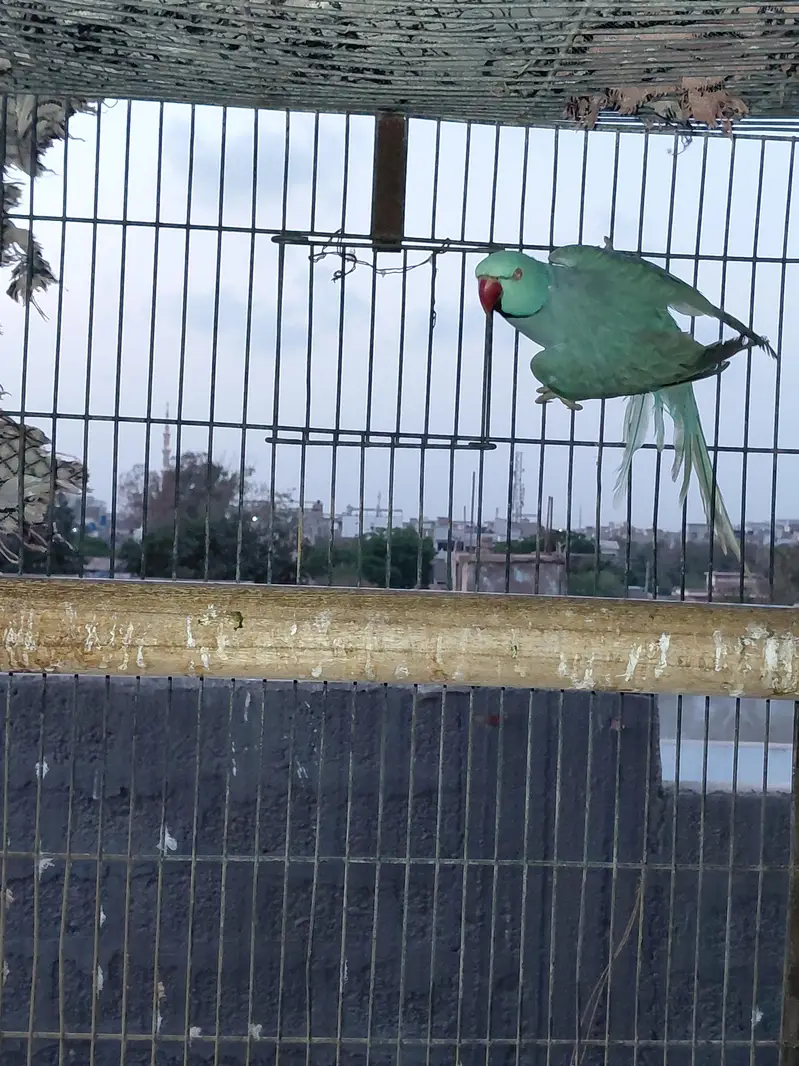 All Okay Blue Ringneck Pair — photo 4