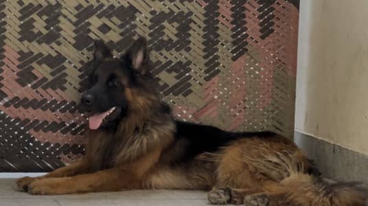 Pink pedigree Long Coat German shephard  Dog for Sale