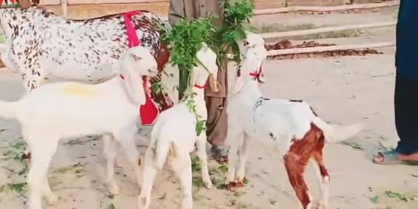 desi Bakri for Sale Mashallah