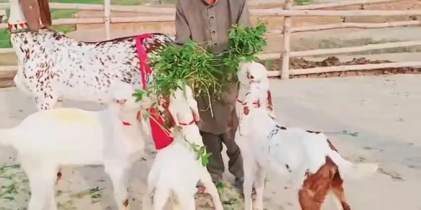 desi Bakri for Sale Mashallah — photo 3