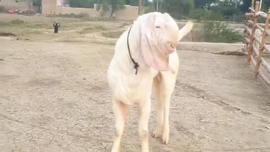 gulabi Bakra for Sale Mashallah