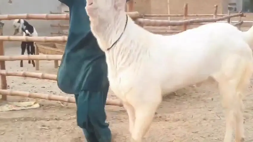 gulabi Bakra for Sale Mashallah — photo 2