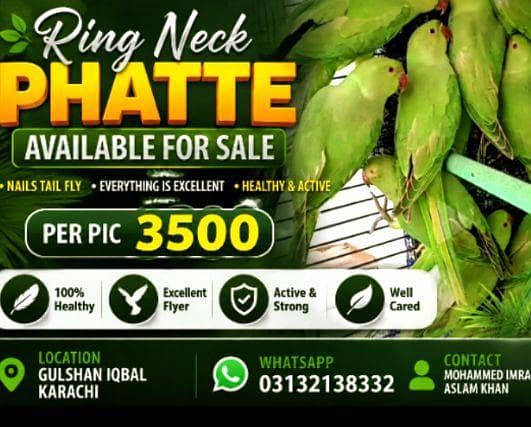 Ring neck phatte 0