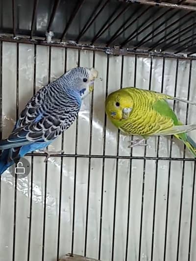 Selling Birds