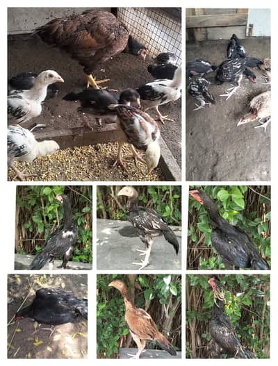 Aseel chicks, pathay , pathian, murgha for sale