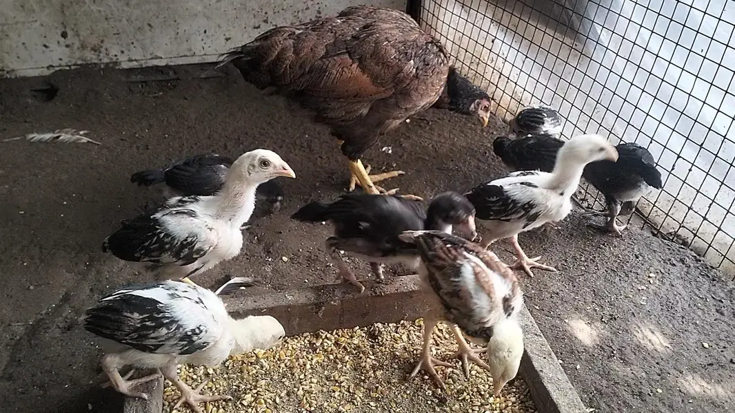 Aseel chicks, pathay , pathian, murgha for sale — photo 2