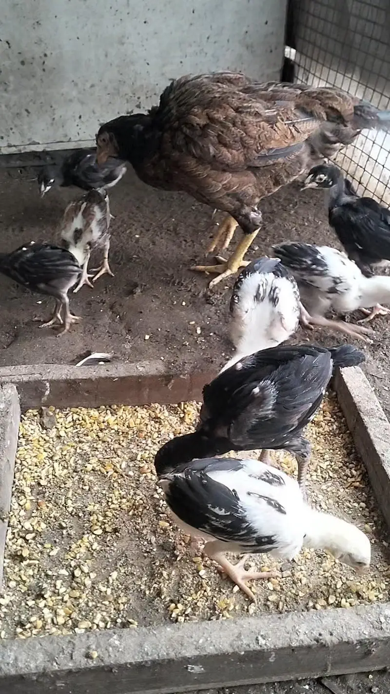 Aseel chicks, pathay , pathian, murgha for sale — photo 3