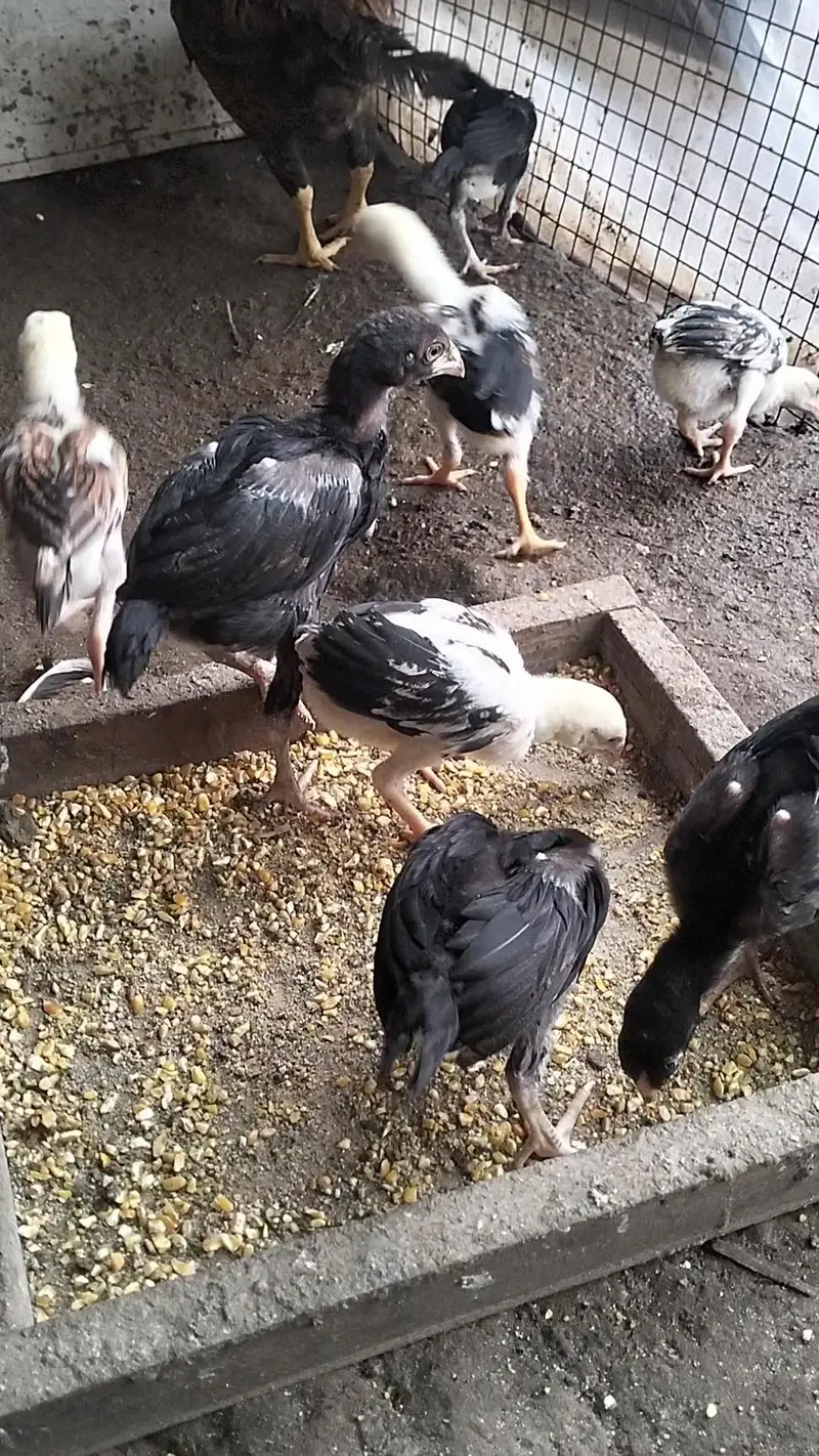 Aseel chicks, pathay , pathian, murgha for sale — photo 4