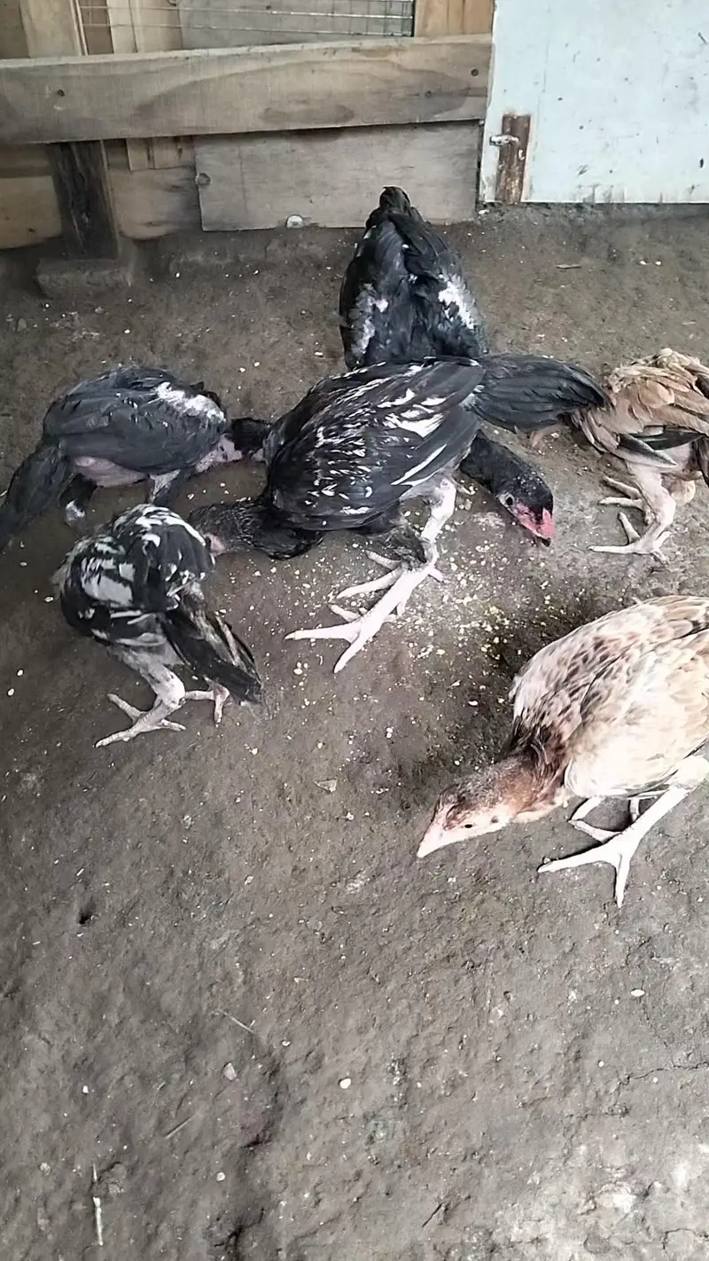 Aseel chicks, pathay , pathian, murgha for sale — photo 5