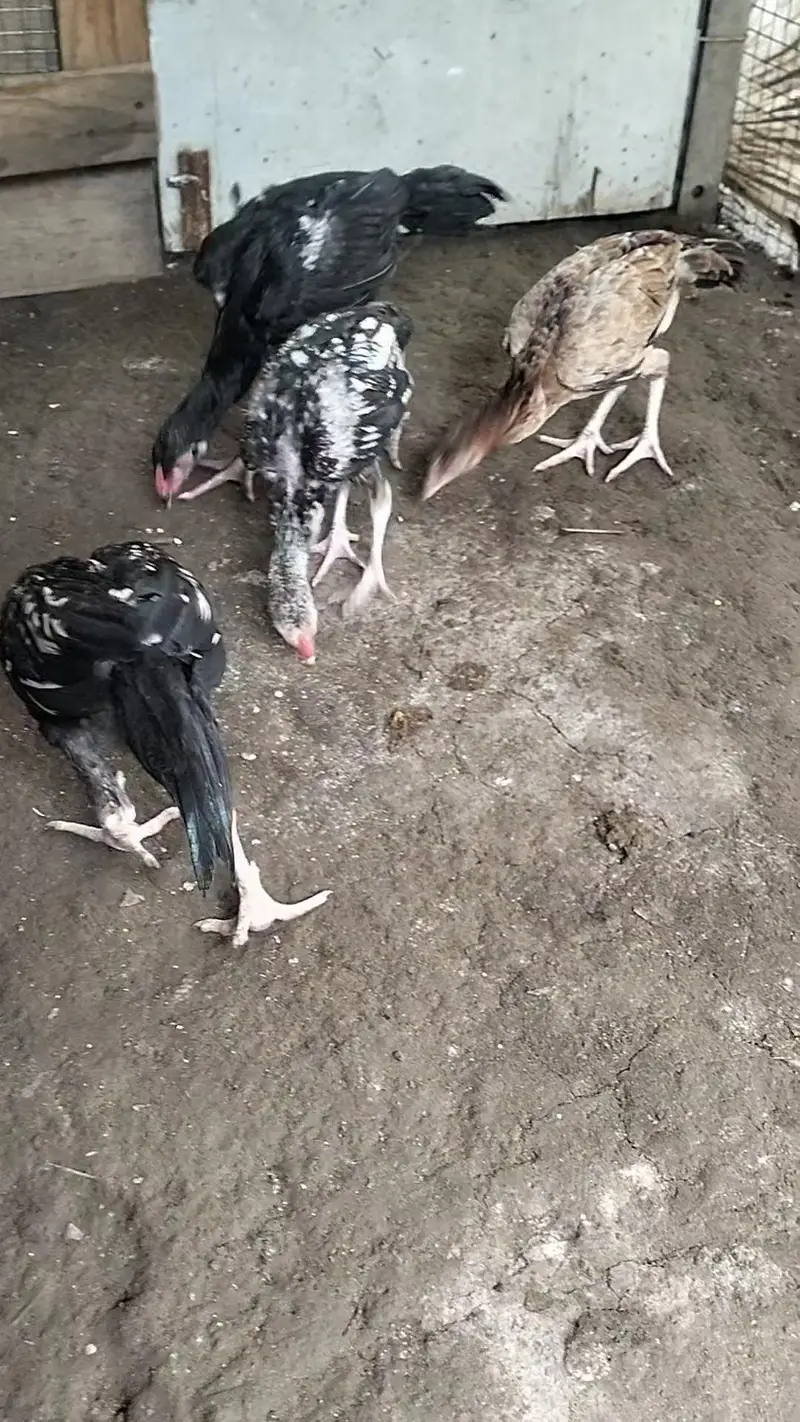 Aseel chicks, pathay , pathian, murgha for sale — photo 6