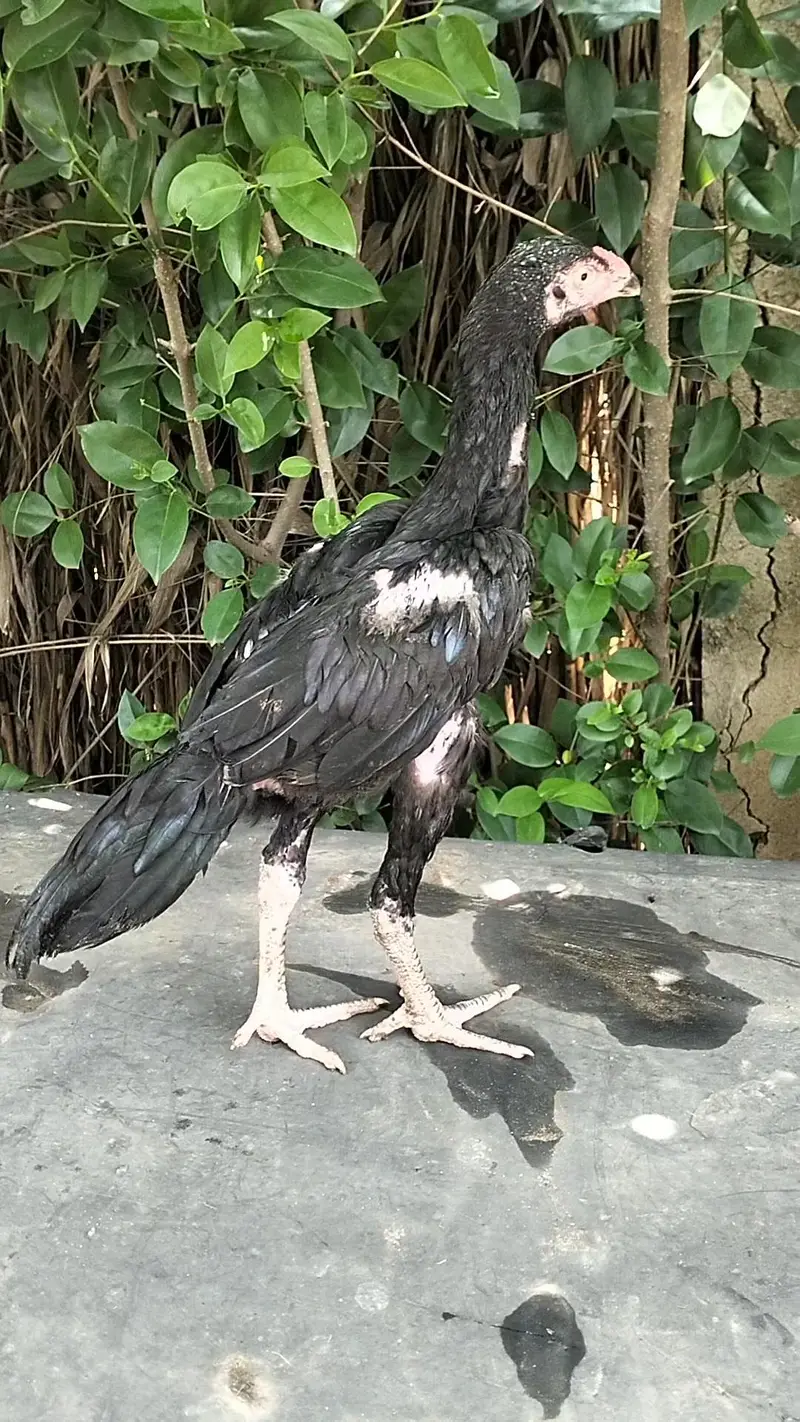 Aseel chicks, pathay , pathian, murgha for sale — photo 7