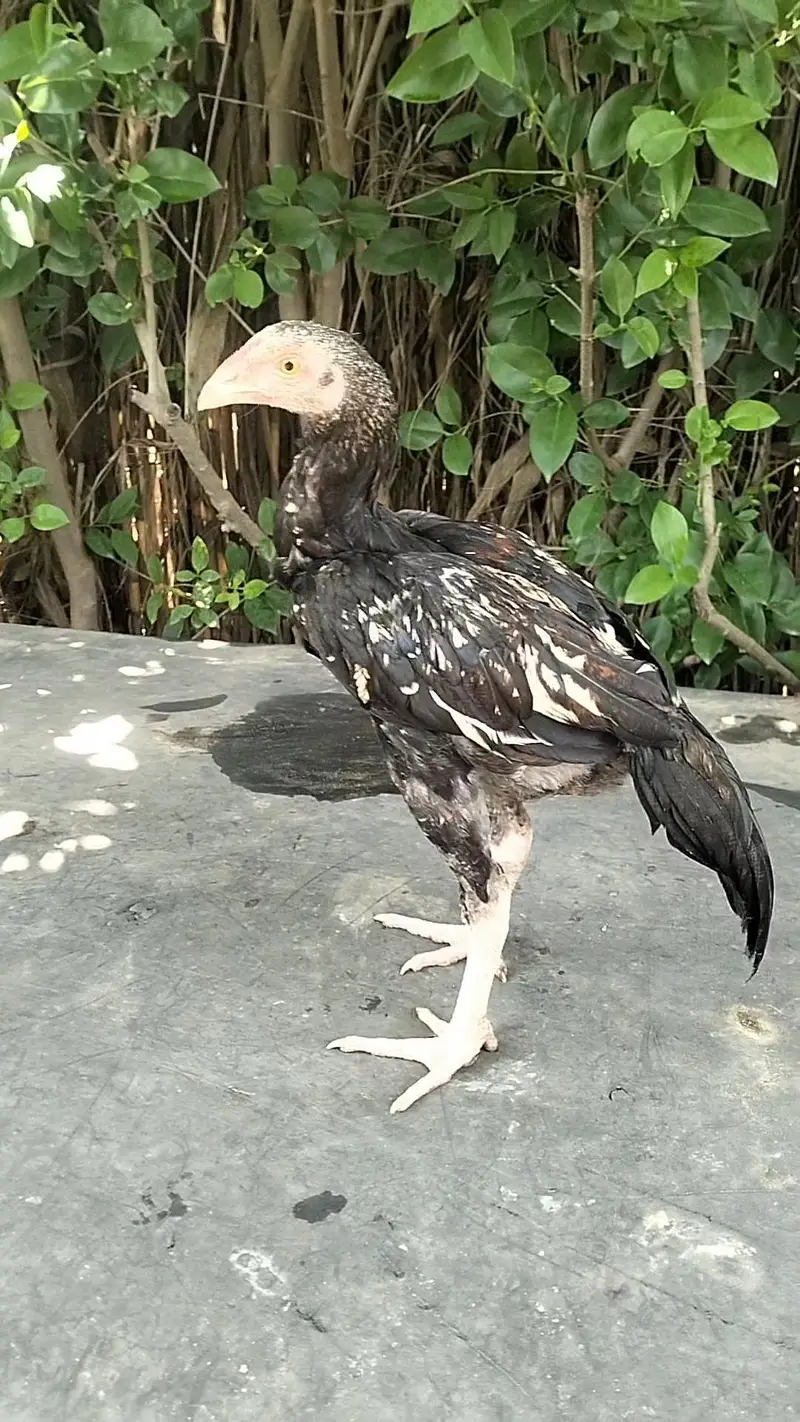 Aseel chicks, pathay , pathian, murgha for sale — photo 8