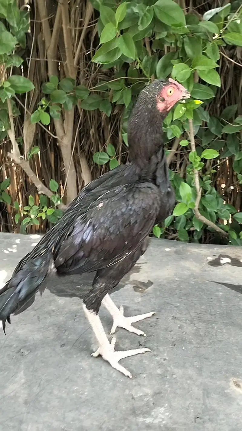 Aseel chicks, pathay , pathian, murgha for sale — photo 9