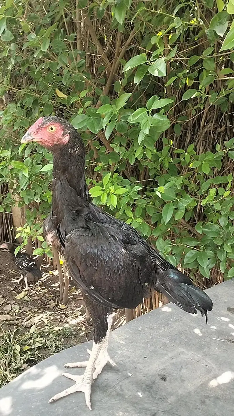 Aseel chicks, pathay , pathian, murgha for sale — photo 10