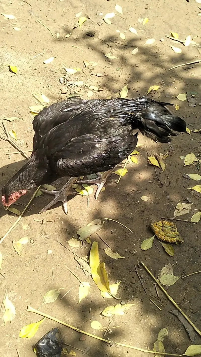 Aseel chicks, pathay , pathian, murgha for sale — photo 11