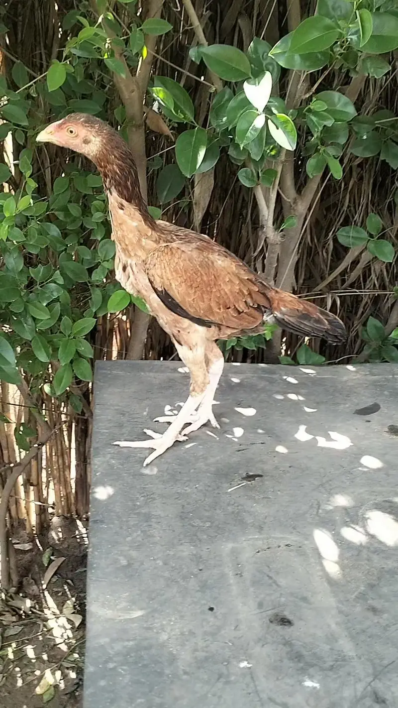 Aseel chicks, pathay , pathian, murgha for sale — photo 12